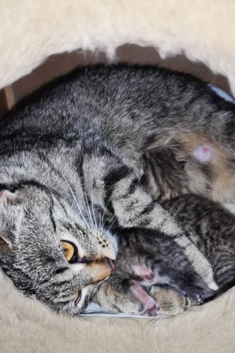 Nalezena kočička s čerstvě porozenými koťaty